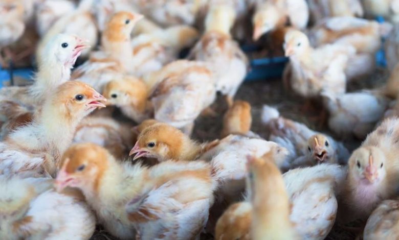 Studio Notícias | Studio TV Ministério da Agricultura confirma 13 focos de gripe aviária em três estados