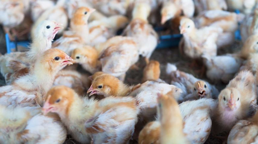 Ministério da Agricultura confirma 13 focos de gripe aviária em três estados 1 Studio Notícias | Studio TV Ministério da Agricultura confirma 13 focos de gripe aviária em três estados