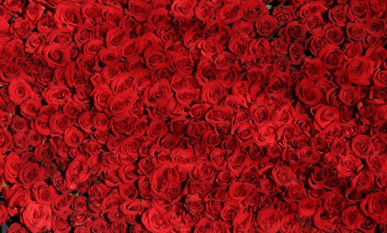 Studio Notícias | Studio TV Dia dos Namorados terá reforço de 50 toneladas de rosas colombianas