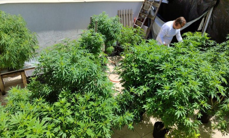 Studio Notícias | Studio TV Anvisa proíbe importação de cannabis in natura e partes da planta