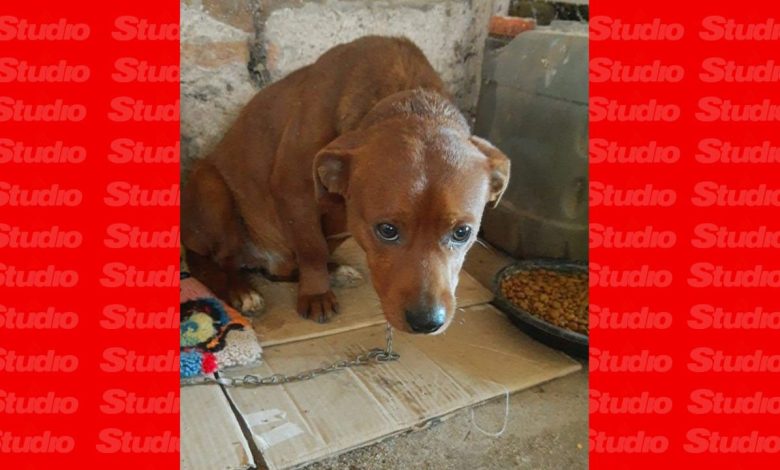 Studio Notícias | Studio TV Cachorro morre após ser mutilado em castração, no interior de Fagundes Varela