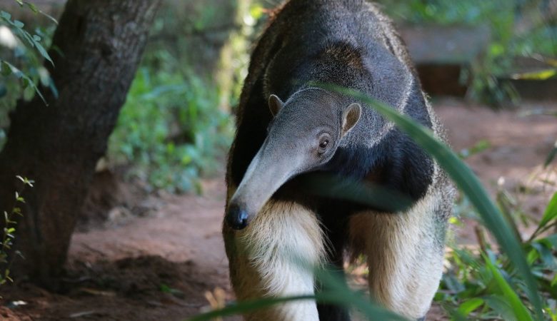 Studio Notícias | Studio TV Parque Zoológico recebe fêmea de tamanduá-bandeira