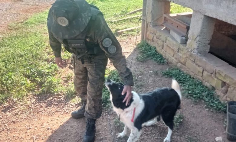 Studio Notícias | Studio TV 3º Batalhão Ambiental da Brigada Militar recebe denúncia de maus-tratos a cão , no interior de Gentil