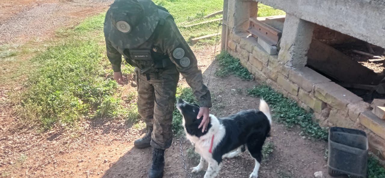 3º Batalhão Ambiental da Brigada Militar recebe denúncia de maus-tratos a cão , no interior de Gentil 1 Studio Notícias | Studio TV 3º Batalhão Ambiental da Brigada Militar recebe denúncia de maus-tratos a cão , no interior de Gentil