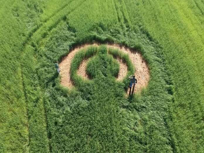 Desenho misterioso aparece em lavoura de trigo no interior de Vale Verde 1 Studio Notícias | Studio TV Desenho misterioso aparece em lavoura de trigo no interior de Vale Verde