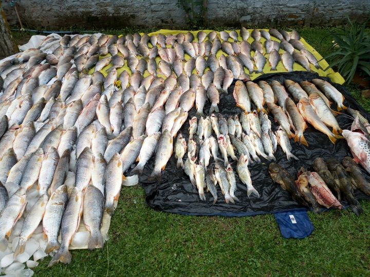 350kg de peixes são apreendidos em operação na BR 470 em Bento Gonçalves 1 Studio Notícias | Studio TV 350kg de peixes são apreendidos em operação na BR 470 em Bento Gonçalves