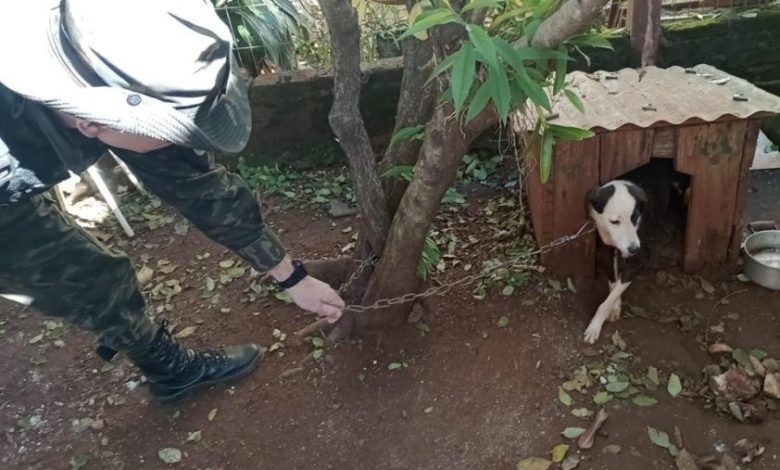 Studio Notícias | Studio TV Homem preso por maus-tratos a cães em São Borja