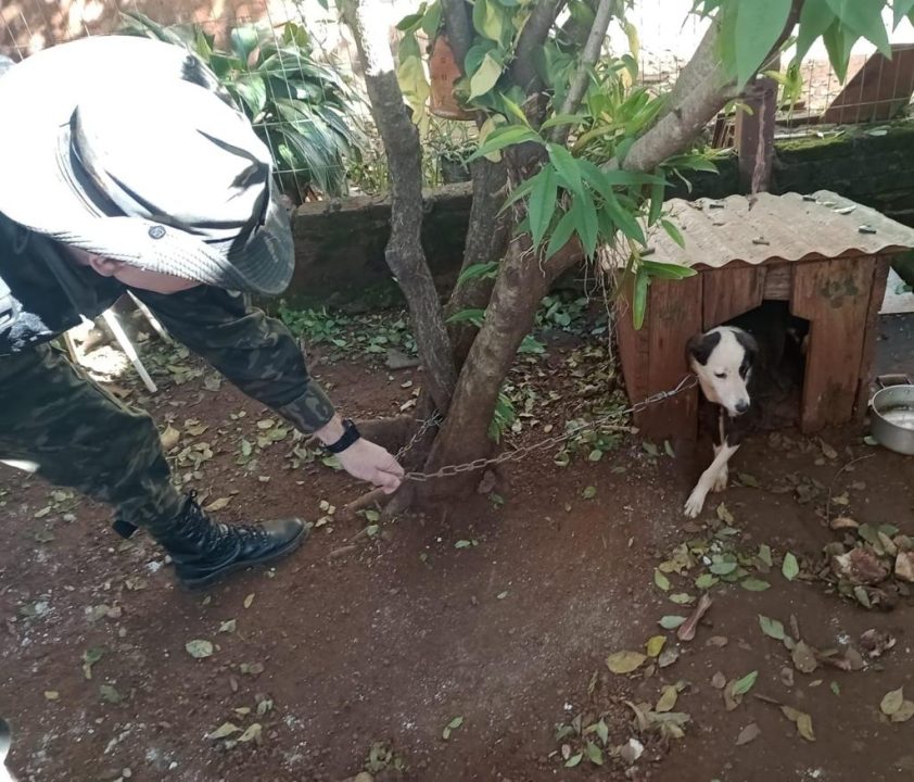 Homem preso por maus-tratos a cães em São Borja 1 Studio Notícias | Studio TV Homem preso por maus-tratos a cães em São Borja