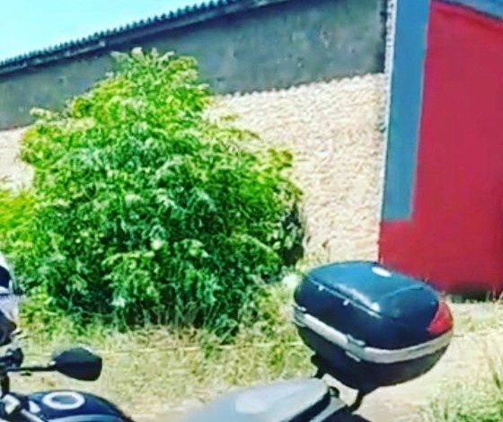 Studio Notícias | Studio TV Irmão é suspeito de ter matado e esquartejado corpo de homem encontrado morto em Santo Ângelo