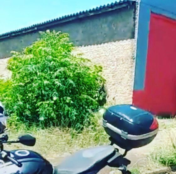 Irmão é suspeito de ter matado e esquartejado corpo de homem encontrado morto em Santo Ângelo 1 Studio Notícias | Studio TV Irmão é suspeito de ter matado e esquartejado corpo de homem encontrado morto em Santo Ângelo