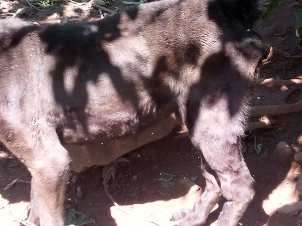 Studio Notícias | Studio TV Animais são encontrados em situação de maus tratos no interior de Coronel Pilar