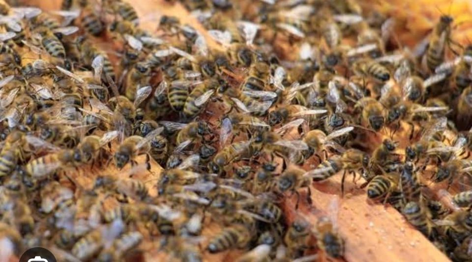 Homem morre após ataque de abelhas em Antônio Prado 1 Studio Notícias | Studio TV Homem morre após ataque de abelhas em Antônio Prado