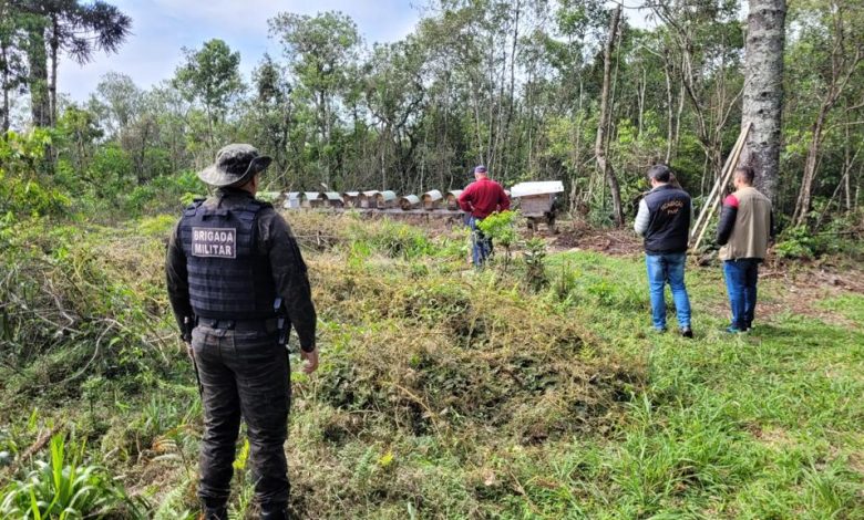 Studio Notícias | Studio TV Brigada Militar averigua morte de abelhas em Farroupilha