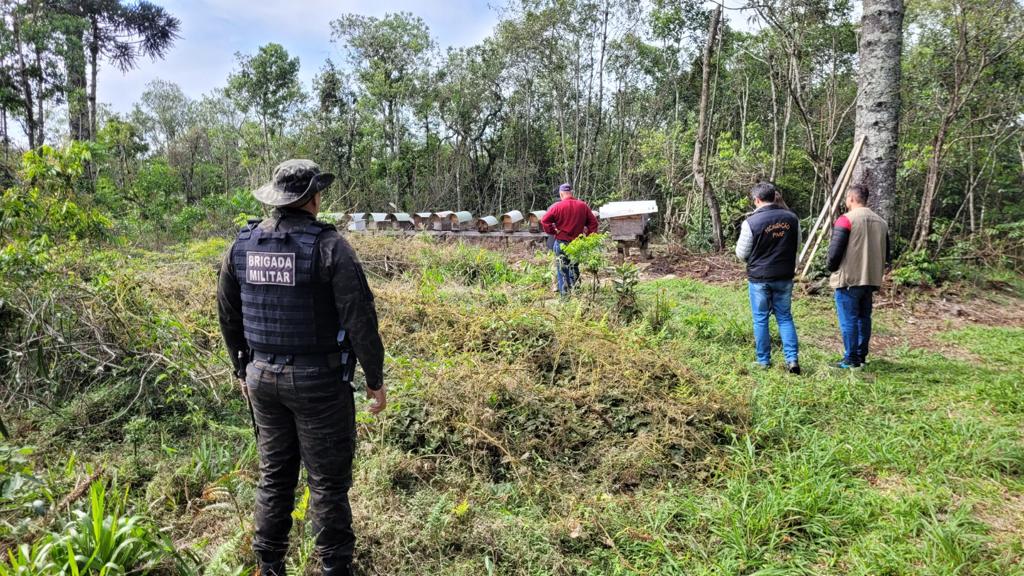 Brigada Militar averigua morte de abelhas em Farroupilha 1 Studio Notícias | Studio TV Brigada Militar averigua morte de abelhas em Farroupilha