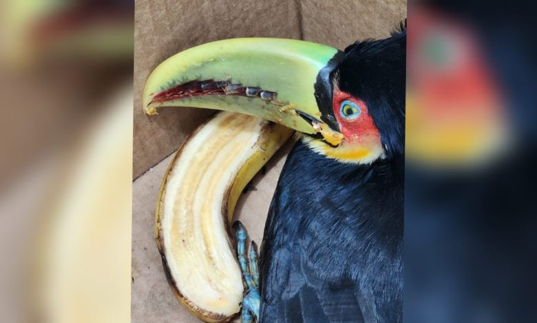 Studio Notícias | Studio TV Patram resgata tucano-de-bico-verde ferido em Capela de Santana