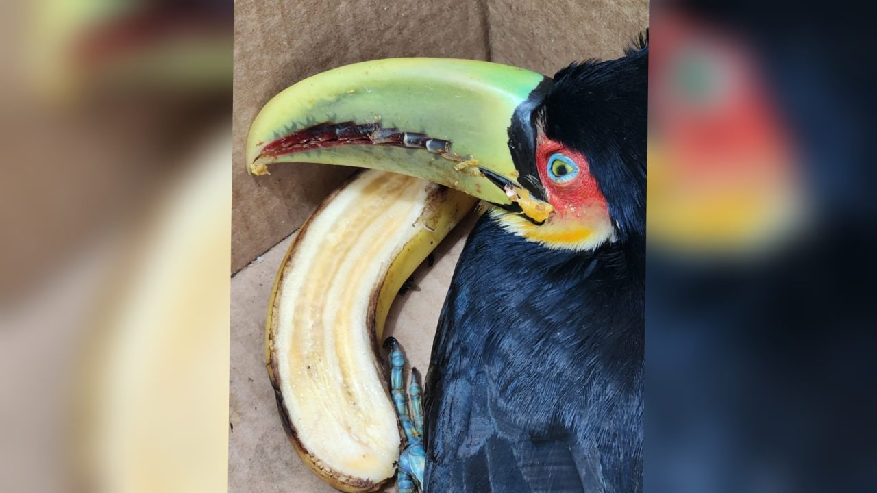 Patram resgata tucano-de-bico-verde ferido em Capela de Santana 1 Studio Notícias | Studio TV Patram resgata tucano-de-bico-verde ferido em Capela de Santana
