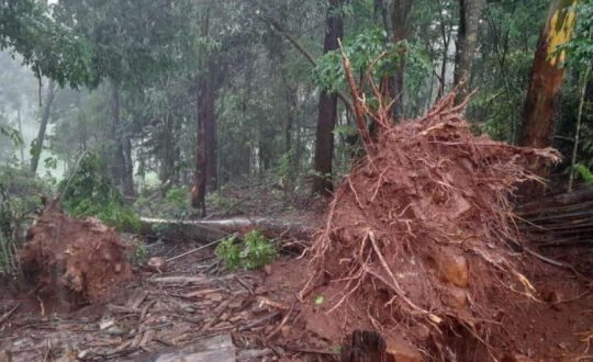 Studio Notícias | Studio TV Tornado arranca árvores e deixa rastro de destruição em cidade de SC