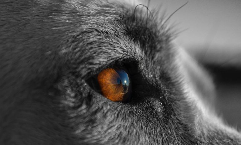 Studio Notícias | Studio TV Falsa veterinária não repassa dinheiro arrecadado para ajudar animais na enchente