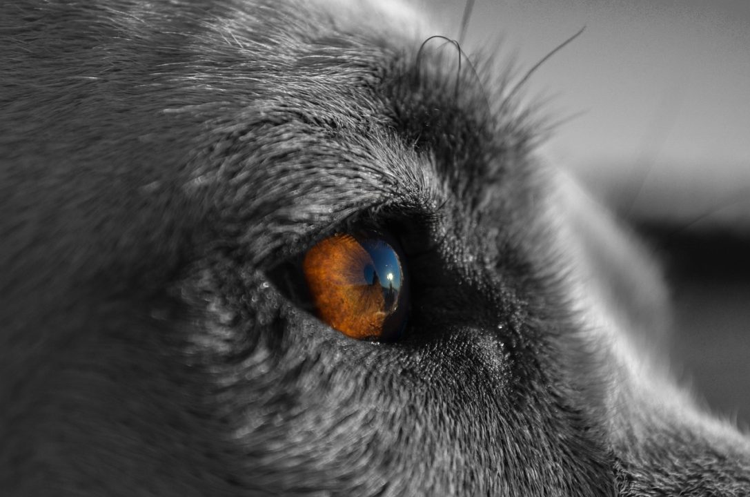 Falsa veterinária não repassa dinheiro arrecadado para ajudar animais na enchente 1 Studio Notícias | Studio TV Falsa veterinária não repassa dinheiro arrecadado para ajudar animais na enchente