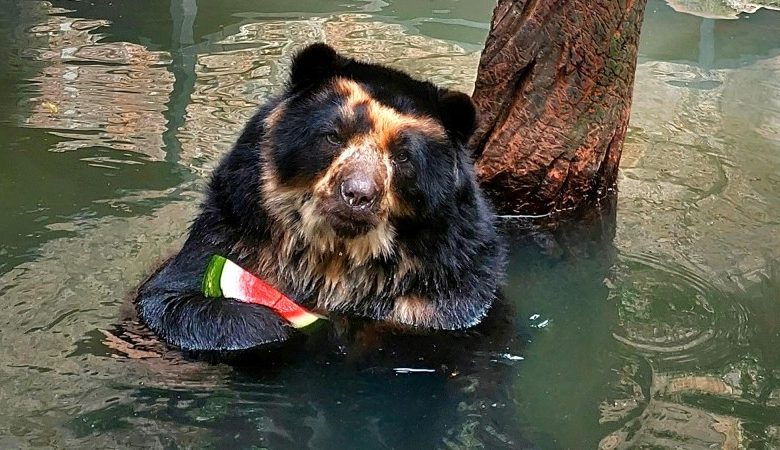 Studio Notícias | Studio TV De melancia a banho de mangueira, Zoo de Sapucaia do Sul adota cuidados especiais com os animais no verão