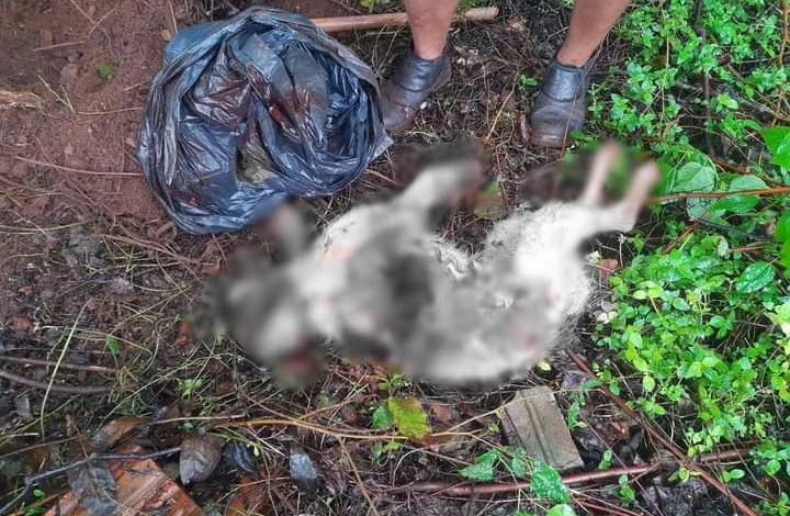 Studio Notícias | Studio TV Homem é preso em flagrante após matar cachorro a golpes de facão em Santo Ângelo