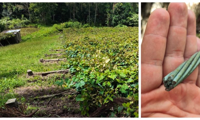 Studio Notícias | Studio TV Propriedade rural no interior de Flores da Cunha tem parreiras derrubadas em ataque criminoso