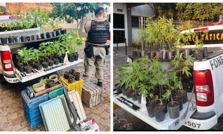 Studio Notícias | Studio TV Brigada Militar prende homem com 50 pés de maconha em Três Coroas