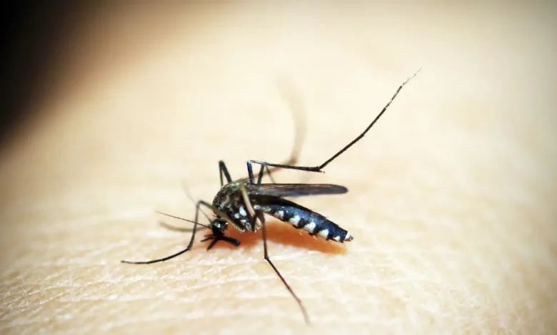 Studio Notícias | Studio TV Ministério define esta semana calendário de vacinação contra dengue