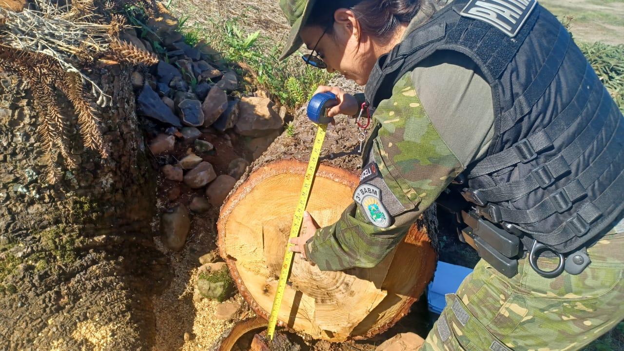3º Batalhão Ambiental da Brigada Militar flagra corte de Araucárias no interior de Marcelino Ramos 1 Studio Notícias | Studio TV 3º Batalhão Ambiental da Brigada Militar flagra corte de Araucárias no interior de Marcelino Ramos