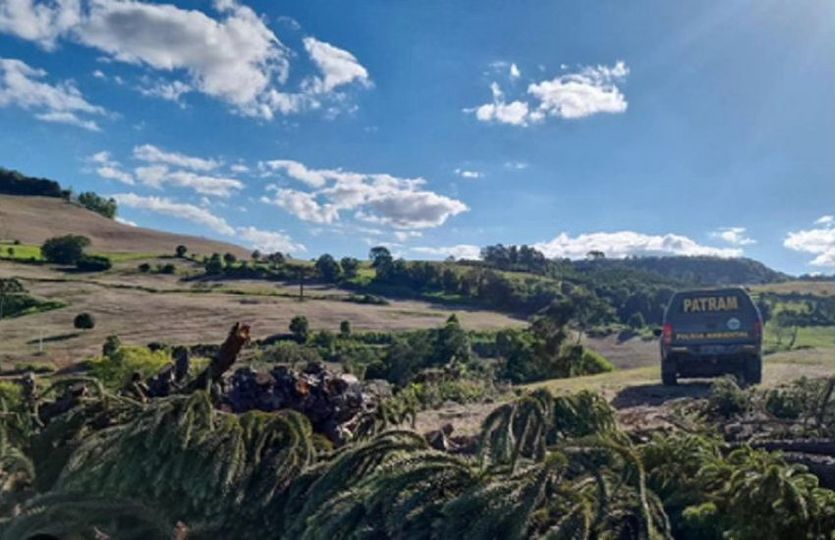 Batalhão Ambiental da Brigada Militar flagra corte de araucárias no interior de Marcelino Ramos 1 Studio Notícias | Studio TV Batalhão Ambiental da Brigada Militar flagra corte de araucárias no interior de Marcelino Ramos