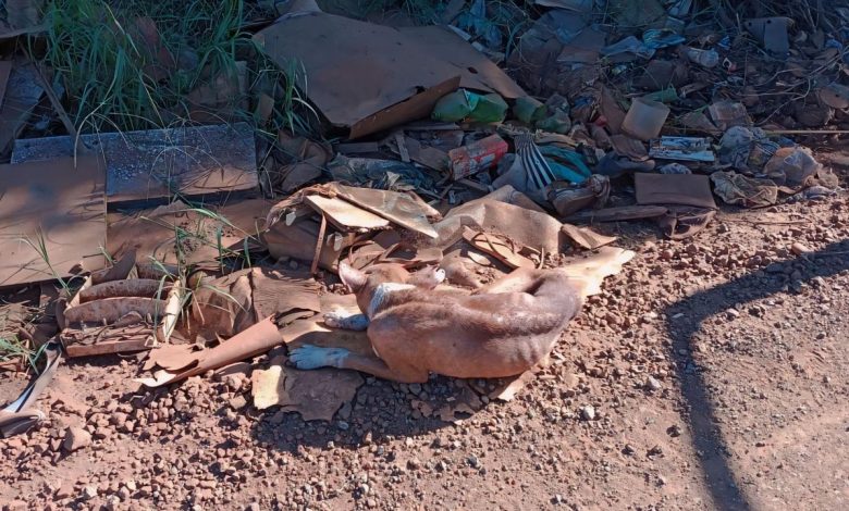 Studio Notícias | Studio TV Policiais Militares Ambientais de São Borja resgatam cachorro abandonado