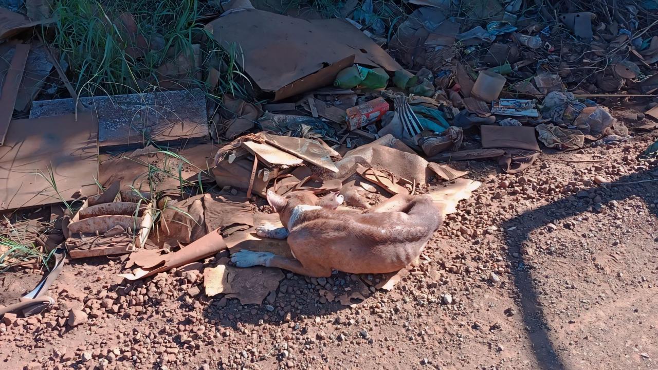 Policiais Militares Ambientais de São Borja resgatam cachorro abandonado 1 Studio Notícias | Studio TV Policiais Militares Ambientais de São Borja resgatam cachorro abandonado