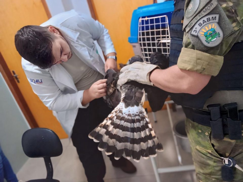 PATRAM de São Borja resgata gavião da espécie bombachinha 1 Studio Notícias | Studio TV PATRAM de São Borja resgata gavião da espécie bombachinha