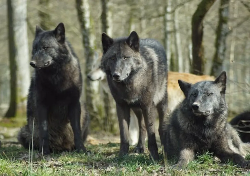 Lobos de Chernobyl desenvolvem mutação genética que desafia o câncer 1 Studio Notícias | Studio TV Lobos de Chernobyl desenvolvem mutação genética que desafia o câncer