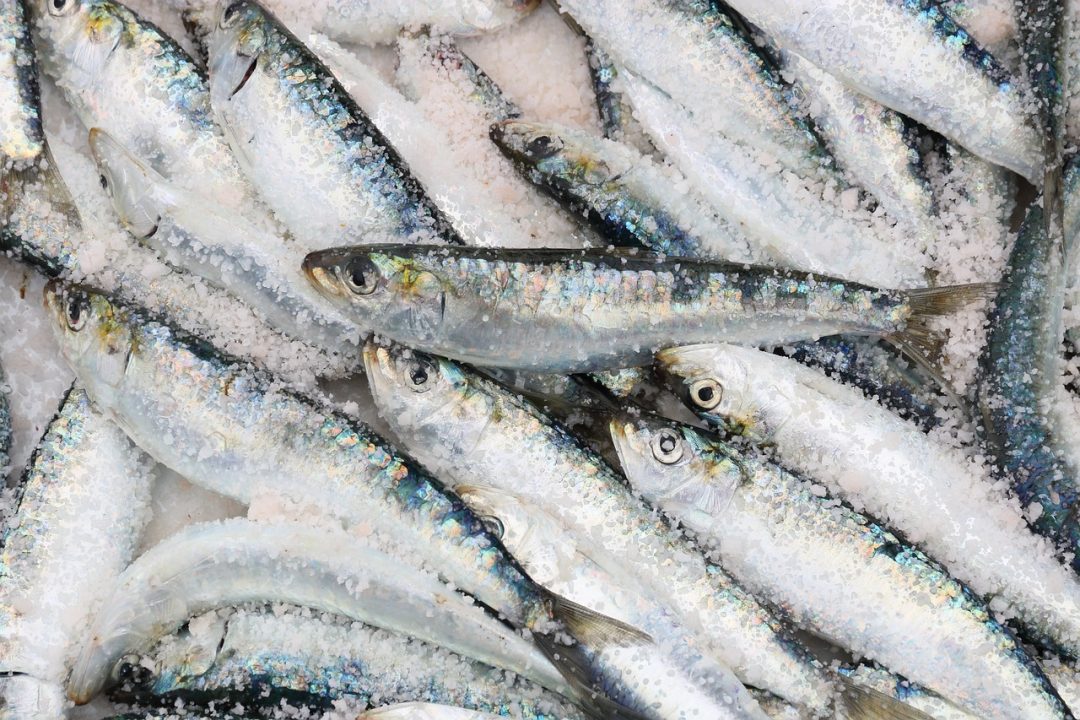 Feira do Peixe de Veranópolis não será realizada em 2024 1 Studio Notícias | Studio TV Feira do Peixe de Veranópolis não será realizada em 2024
