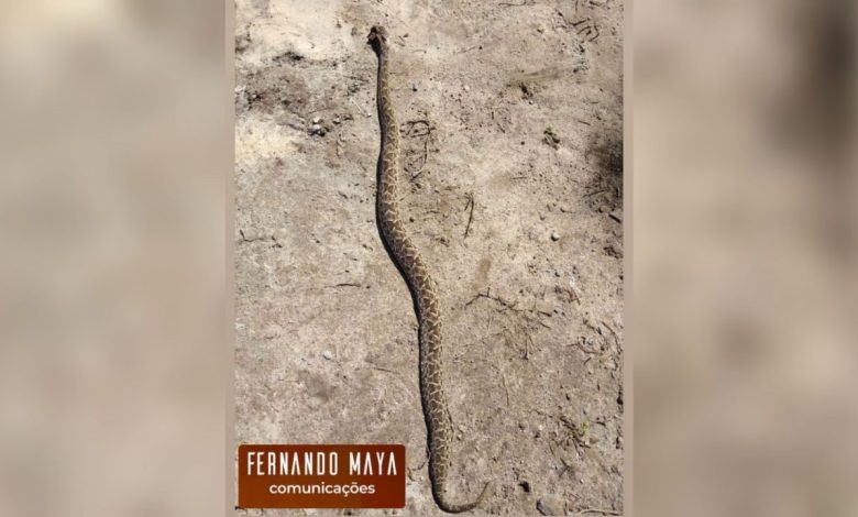 Studio Notícias | Studio TV Mulher morre após ser picada por cobra no RS