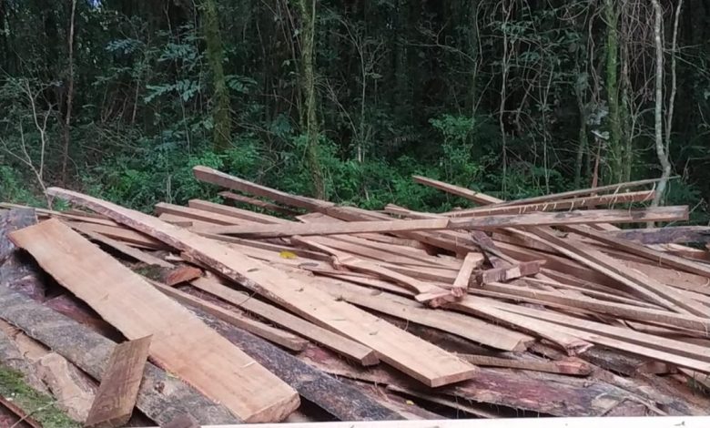 Studio Notícias | Studio TV 3º Batalhão Ambiental da Brigada Militar flagra crime contra a flora em Lagoa Vermelha