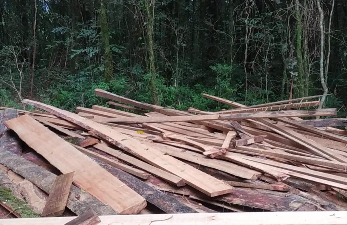 3º Batalhão Ambiental da Brigada Militar flagra crime contra a flora em Lagoa Vermelha 1 Studio Notícias | Studio TV 3º Batalhão Ambiental da Brigada Militar flagra crime contra a flora em Lagoa Vermelha