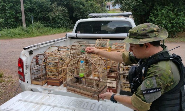 Studio Notícias | Studio TV Brigada Militar, através do 2° Batalhão Ambiental, resgata mais de 40 pássaros silvestres mantidos em cativeiro em Santa Cruz do Sul