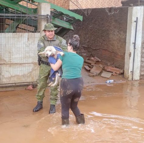 Studio Notícias | Studio TV Brigada Militar resgata cães atingidos pela enchente no Vale do Caí
