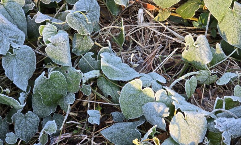 Studio Notícias | Studio TV Serra Gaúcha amanhece com campos brancos de geada e temperaturas próximas de 2°C