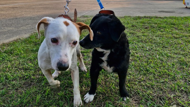 Mais 35 cães resgatados são enviados para feira de adoção no Rio de Janeiro 1 Studio Notícias | Studio TV Mais 35 cães resgatados são enviados para feira de adoção no Rio de Janeiro