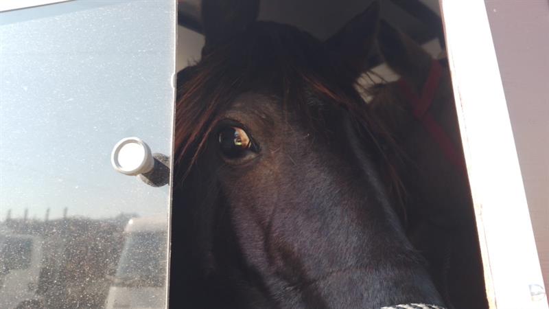 CSG alerta para crescimento de acidentes com animais de grande porte em rodovias no Vale do Caí e na Serra Gaúcha 1 Studio Notícias | Studio TV CSG alerta para crescimento de acidentes com animais de grande porte em rodovias no Vale do Caí e na Serra Gaúcha