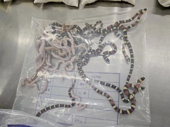 Homem tenta contrabandear mais de 100 cobras escondidas nas calças e é preso 1 Studio Notícias | Studio TV Homem tenta contrabandear mais de 100 cobras escondidas nas calças e é preso