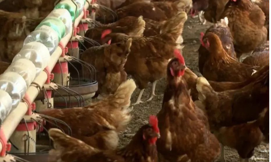 Doença de Newcastle leva ao sacrifício de 7 mil aves em Anta Gorda 1 Studio Notícias | Studio TV Doença de Newcastle leva ao sacrifício de 7 mil aves em Anta Gorda