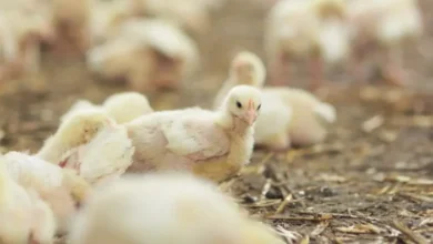 Studio Notícias | Studio TV China suspende importações de frango do Brasil após caso de gripe aviária