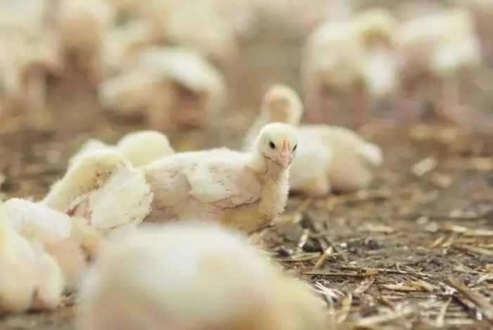 Studio Notícias | Studio TV Brasil suspende exportações de carne de aves e seus produtos