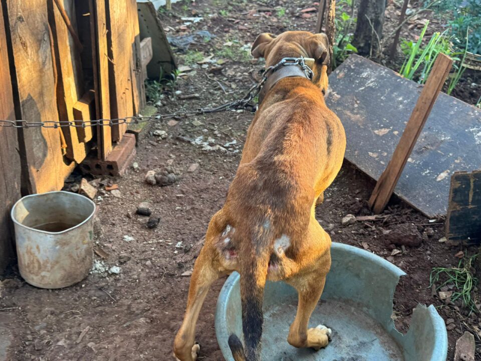 Casal é preso, pela Brigada Militar, por maus-tratos a cães em Passo Fundo 1 Studio Notícias | Studio TV Casal é preso, pela Brigada Militar, por maus-tratos a cães em Passo Fundo