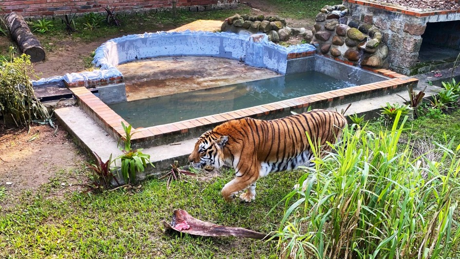 Tigre que vive no Parque Zoológico de Sapucaia do Sul está de casa nova 1 Studio Notícias | Studio TV Tigre que vive no Parque Zoológico de Sapucaia do Sul está de casa nova