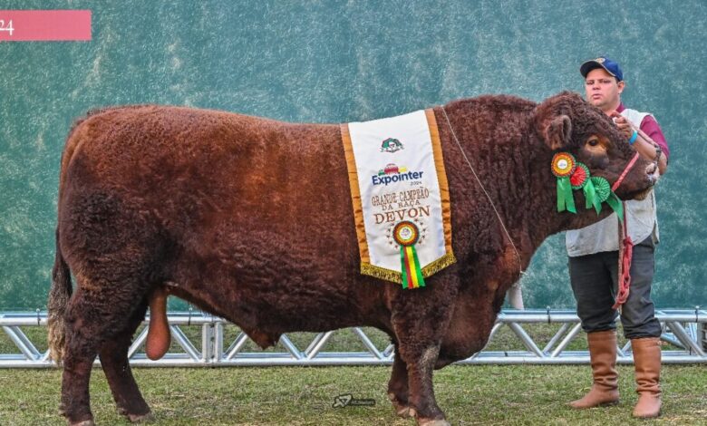 Studio Notícias | Studio TV Touro mais pesado da raça Devon leva título de Grande Campeão da Expointer 2024